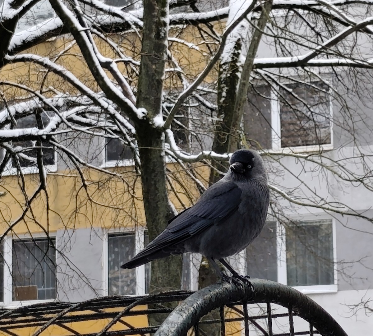 Taccola - ML645700447