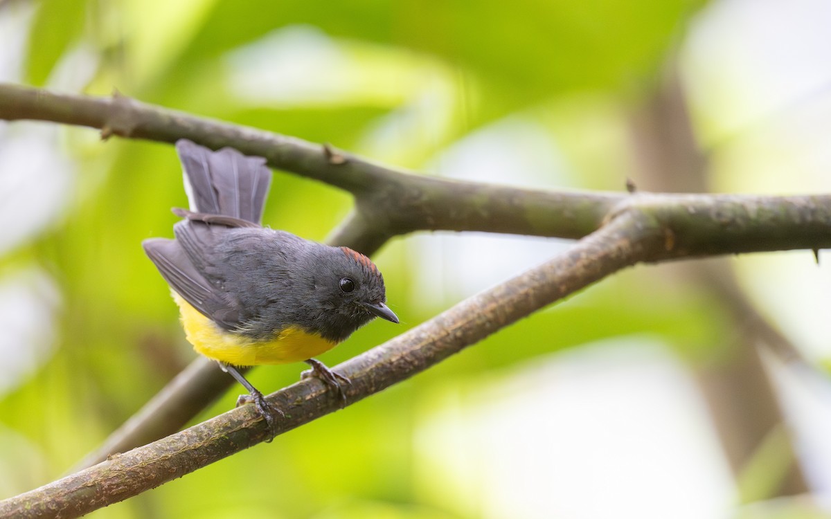 Slate-throated Redstart - ML645700448