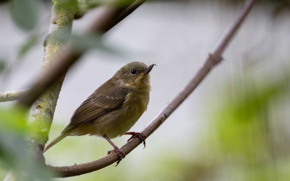 Rusty Flowerpiercer - ML645700449