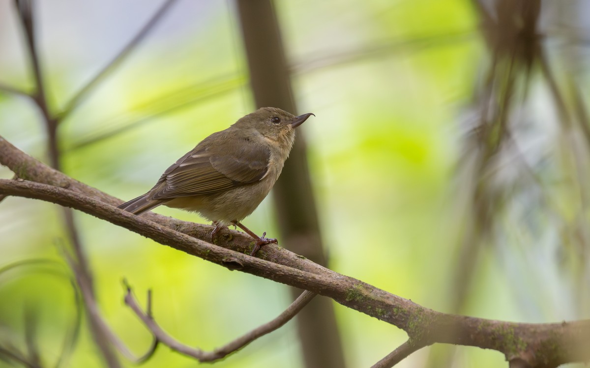 Rusty Flowerpiercer - ML645700450