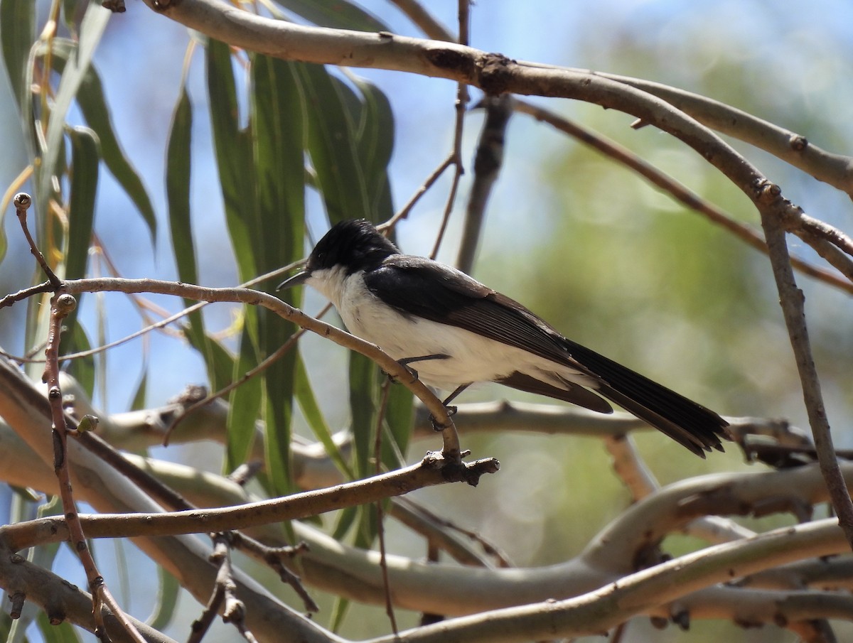 Restless Flycatcher - ML645700451