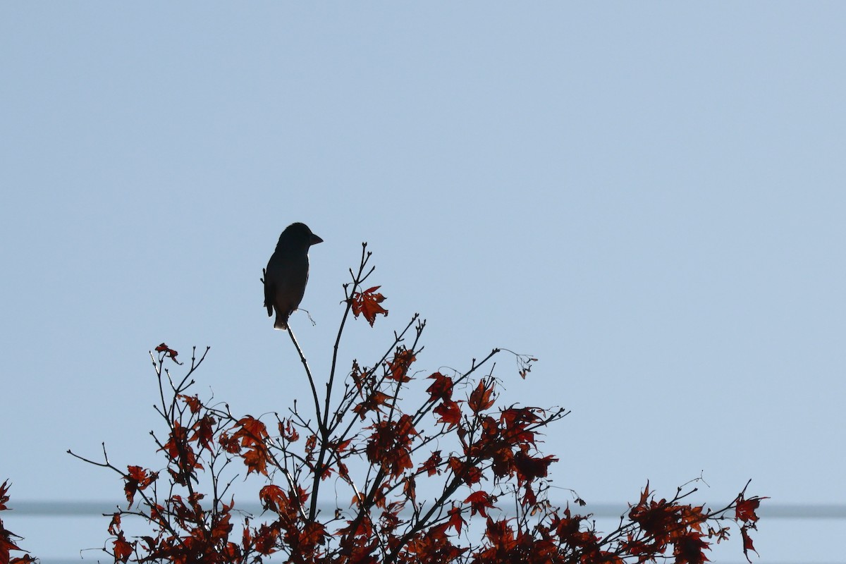 Обыкновенный дубонос - ML645700452