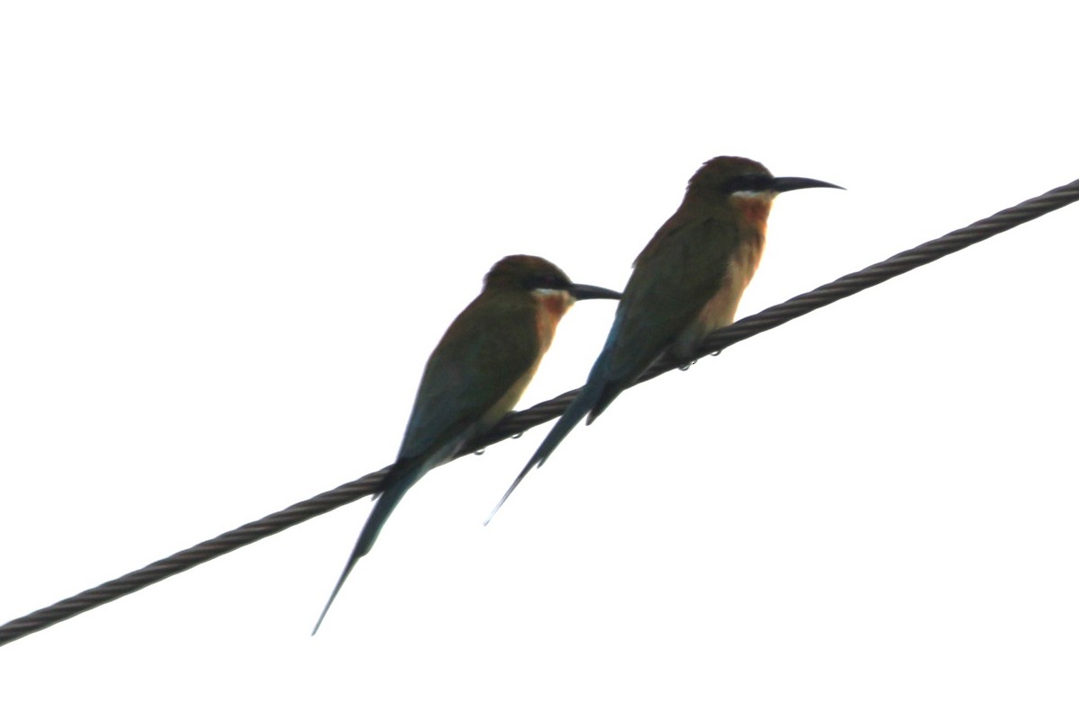 Blue-tailed Bee-eater - ML645700455