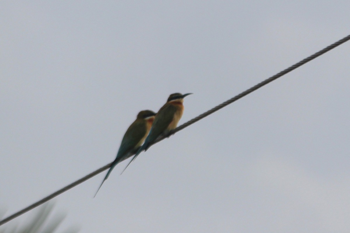 Blue-tailed Bee-eater - ML645700456