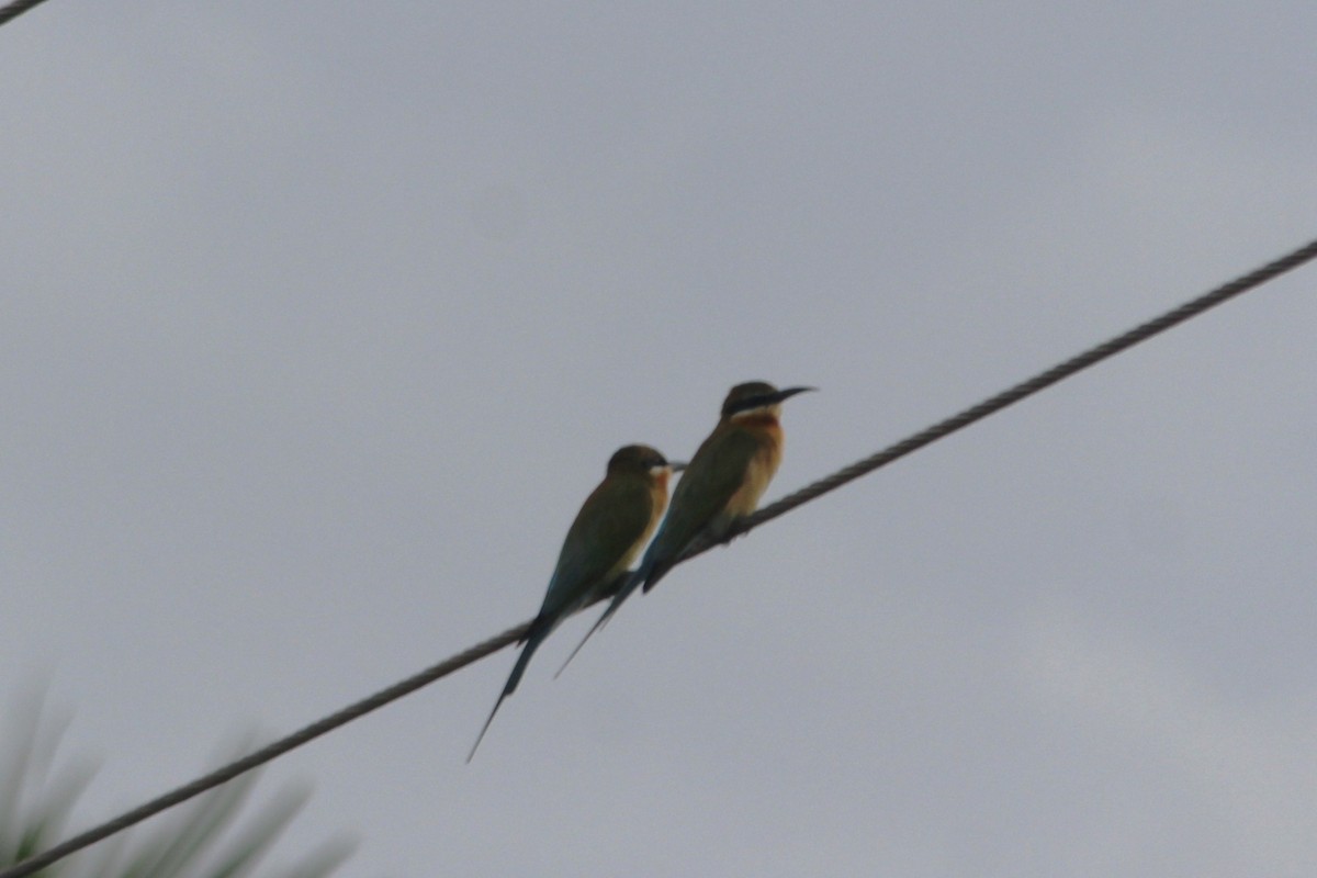 Blue-tailed Bee-eater - ML645700457