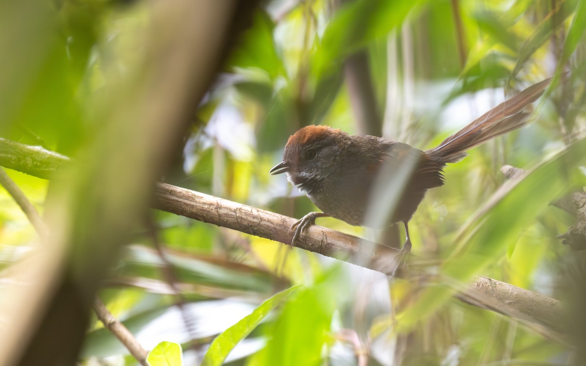 Azara's Spinetail - ML645700460