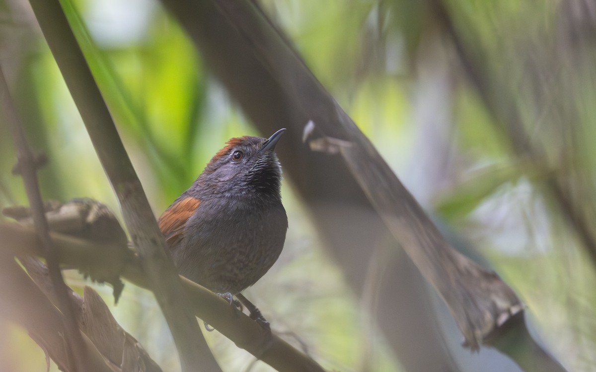 Azara's Spinetail - ML645700461