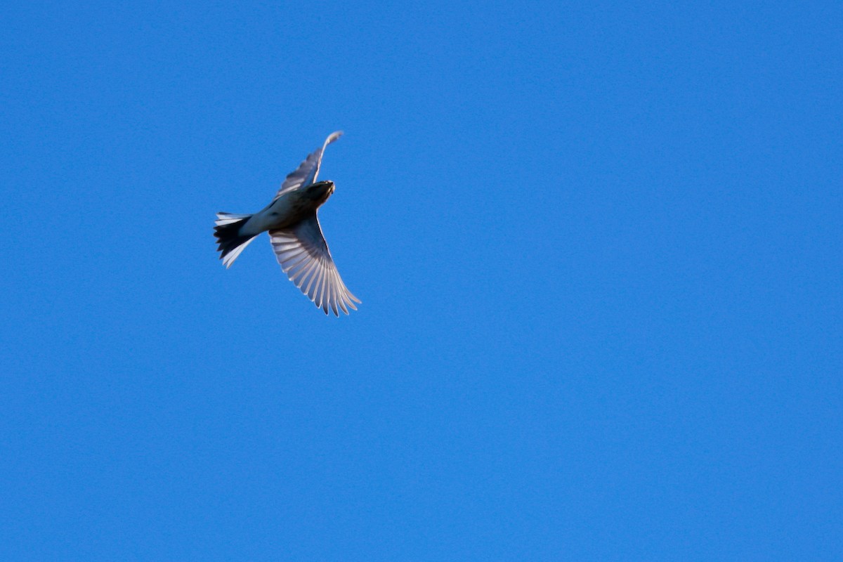 Китайская зеленушка - ML645700462