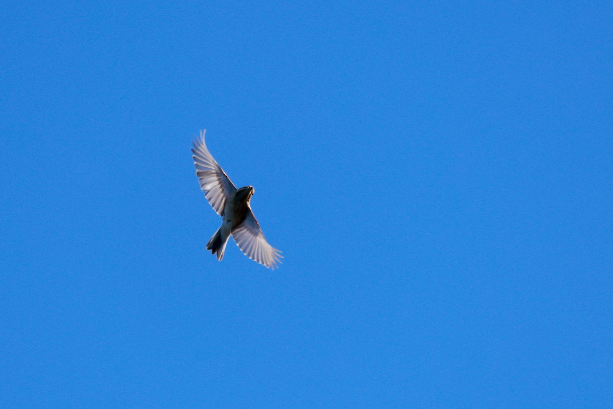 Китайская зеленушка - ML645700464