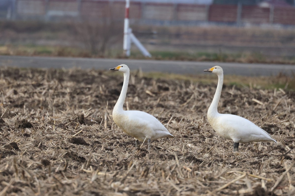 Cigno selvatico - ML645700465