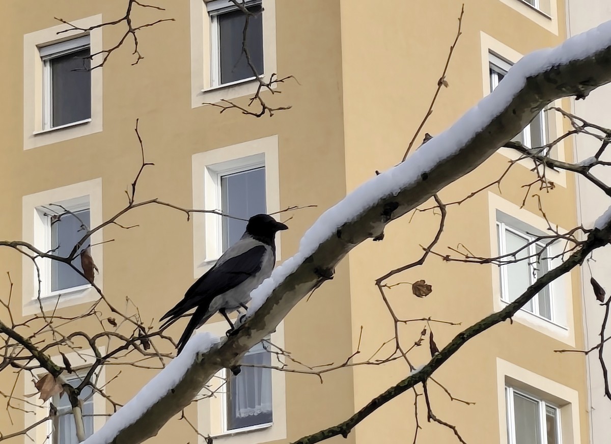 Cornacchia grigia - ML645700467