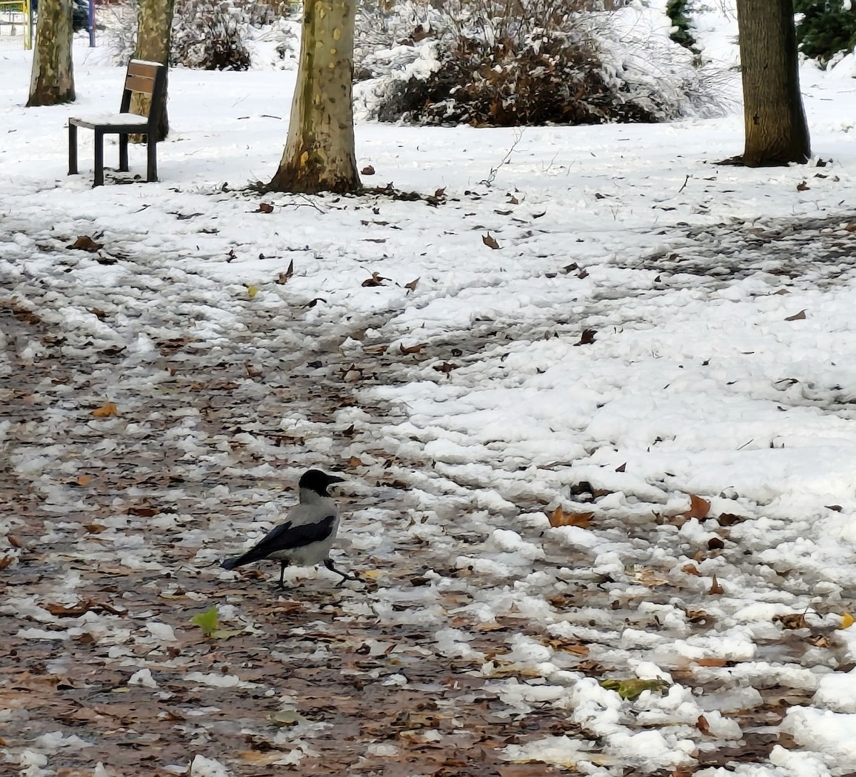 Cornacchia grigia - ML645700468