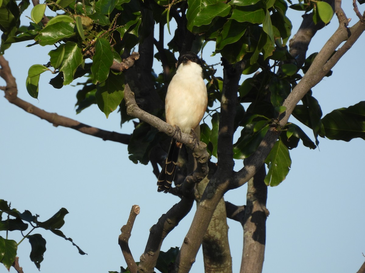 Длиннохвостый сорокопут - ML645700469