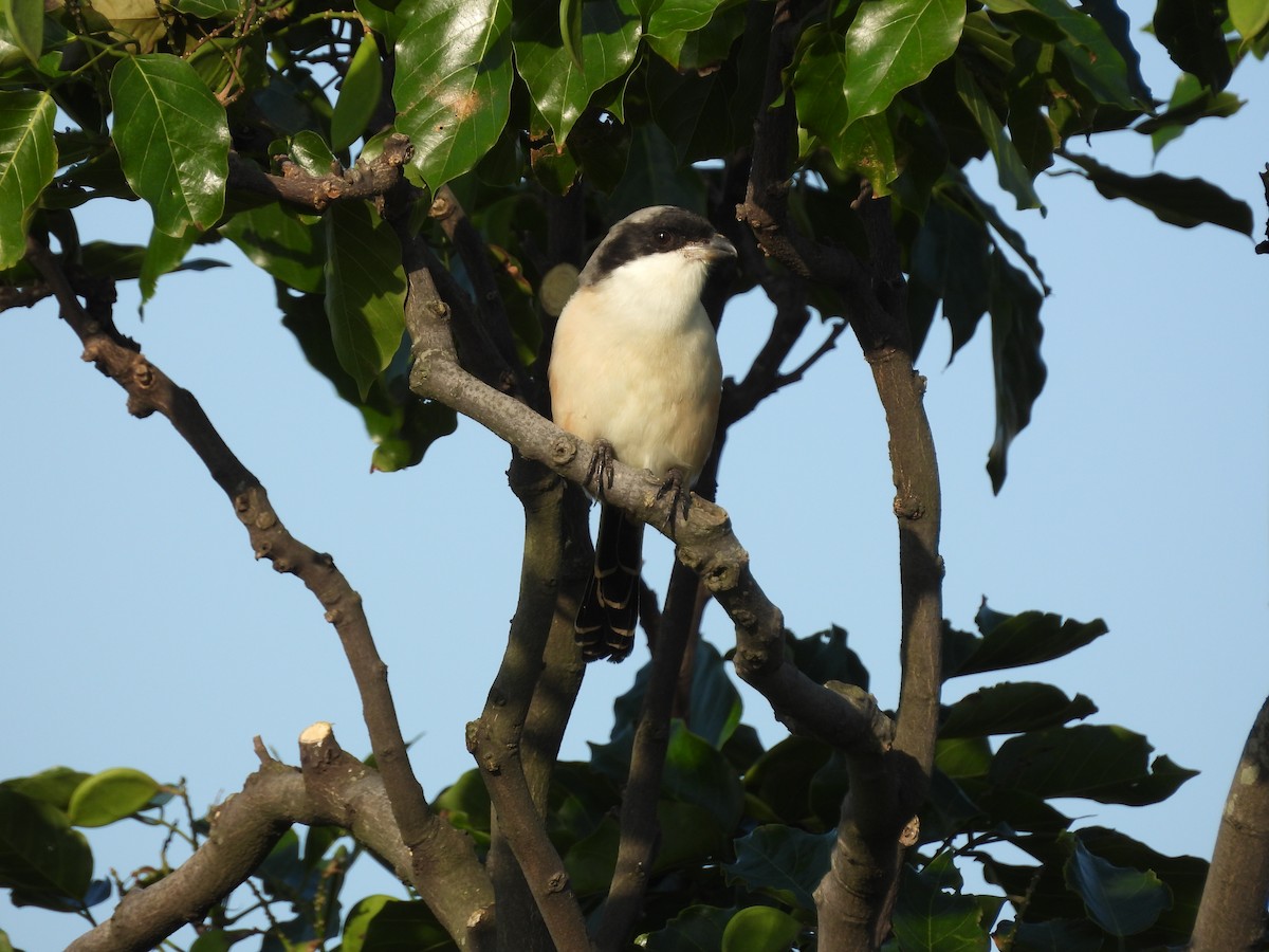 Длиннохвостый сорокопут - ML645700470