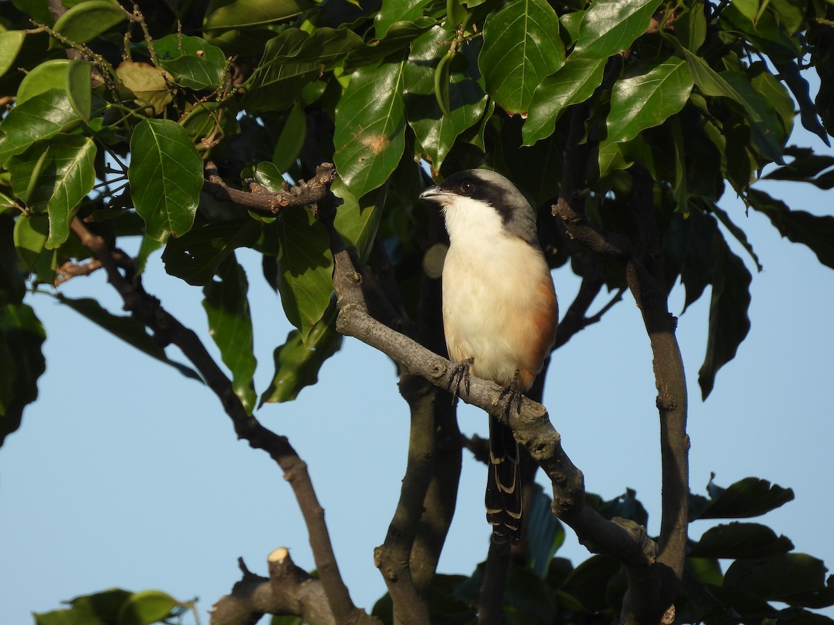 Длиннохвостый сорокопут - ML645700471