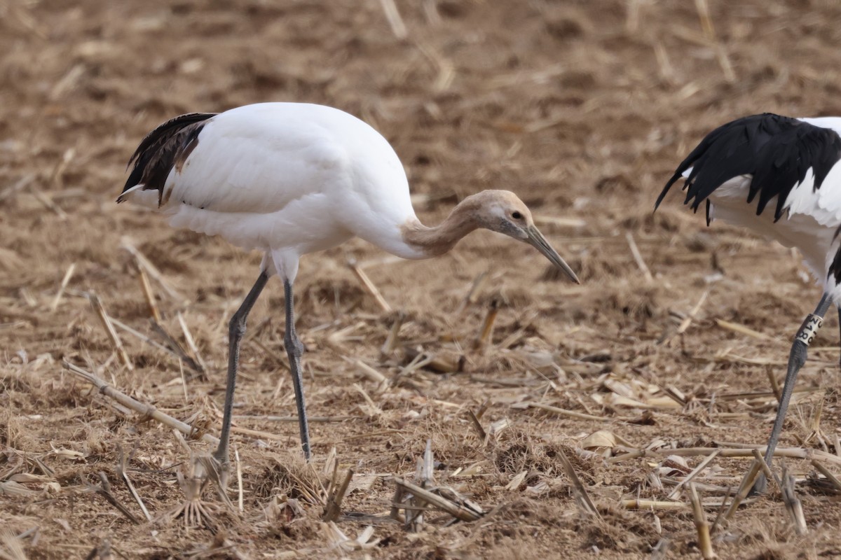 Японский журавль - ML645700472