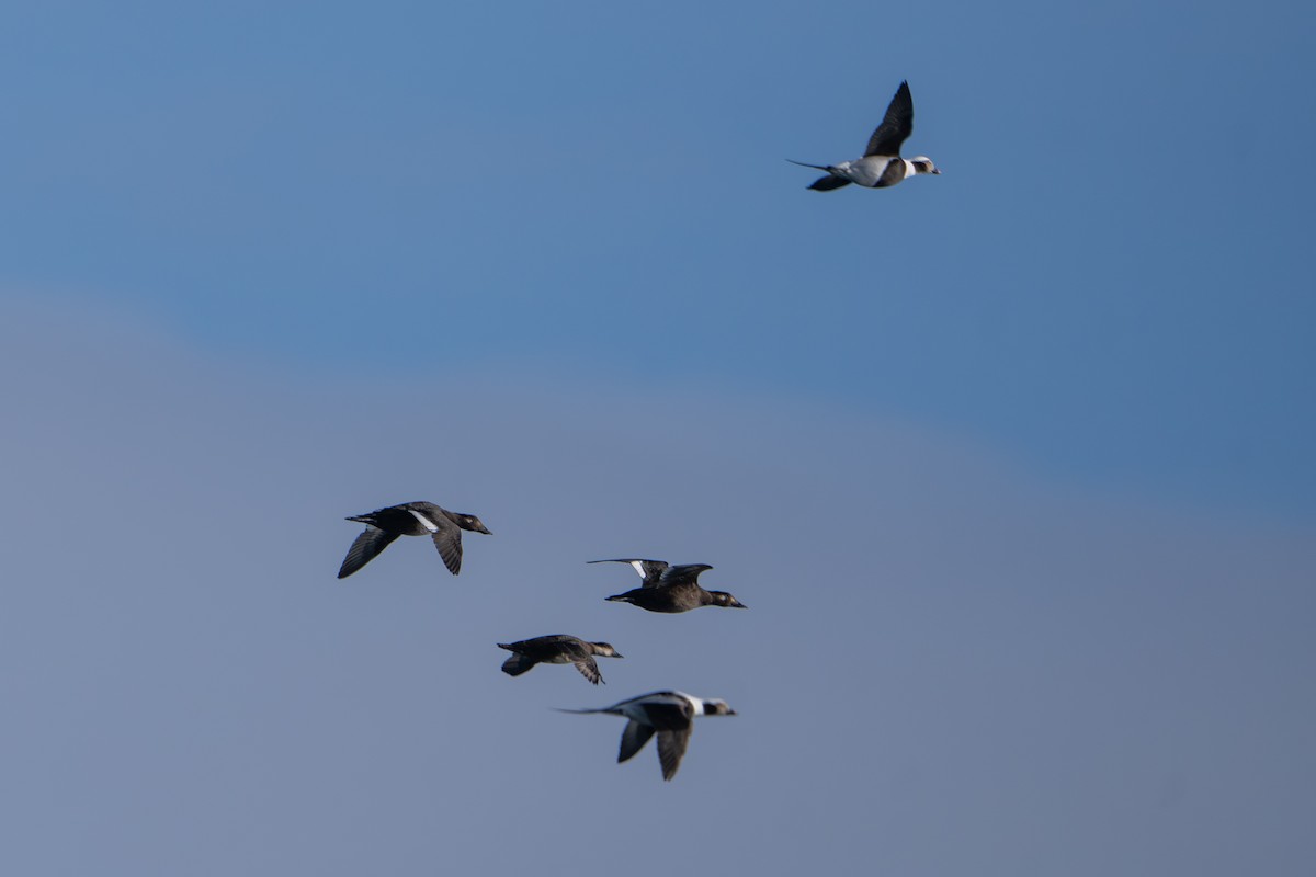 Американская синьга - ML645700473