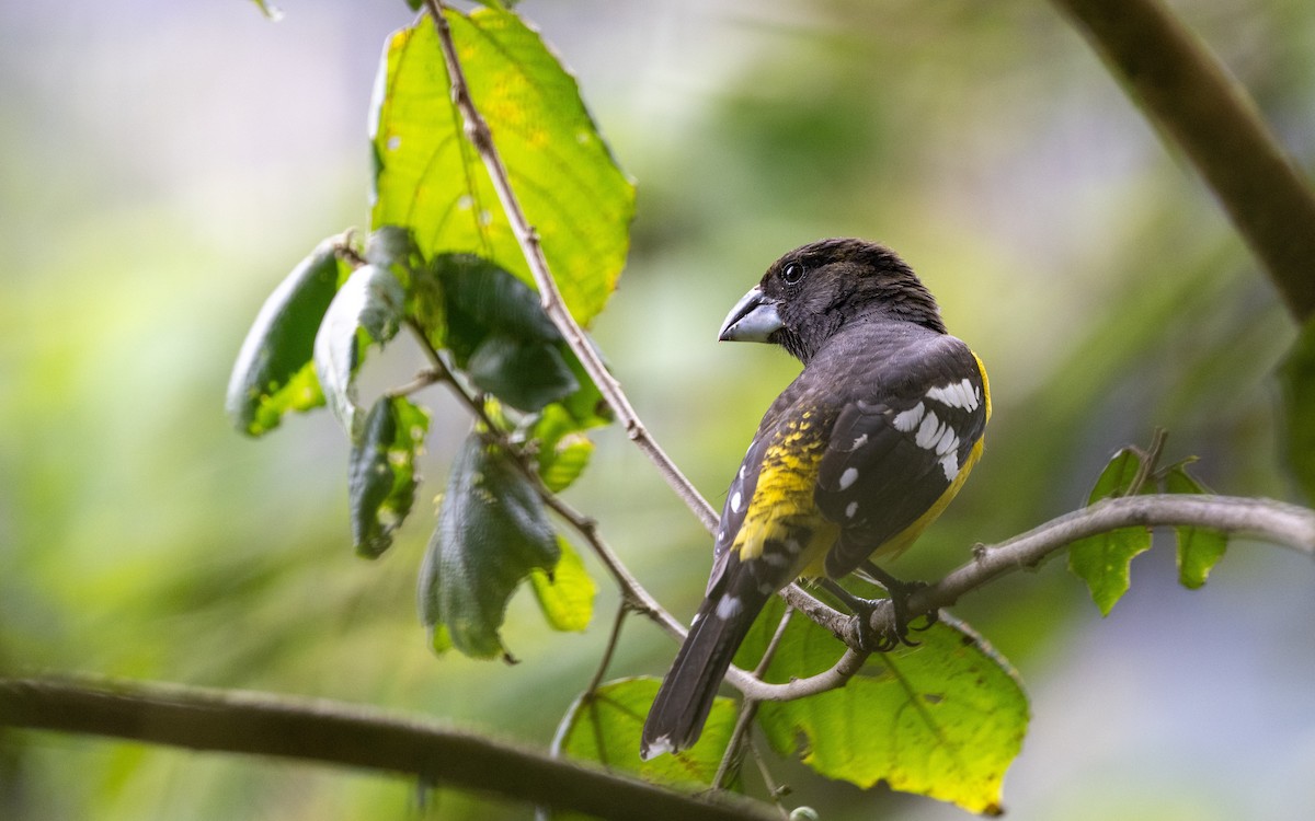 Черноспинный толстонос - ML645700474