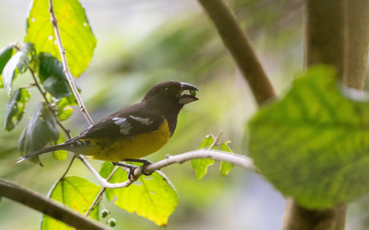 Черноспинный толстонос - ML645700475