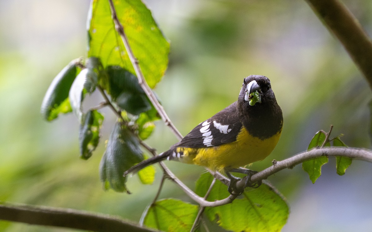 Черноспинный толстонос - ML645700476