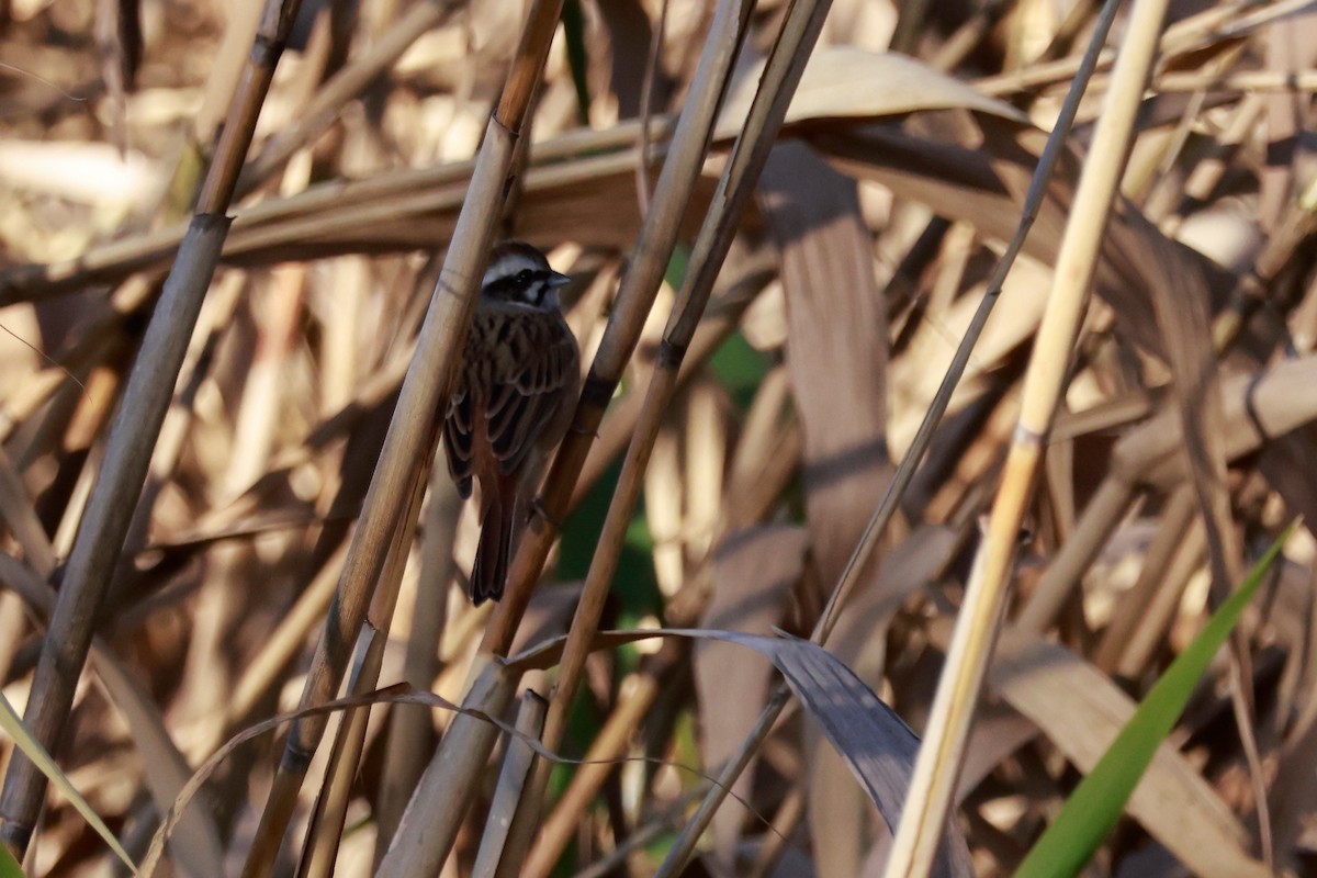 Красноухая овсянка - ML645700477