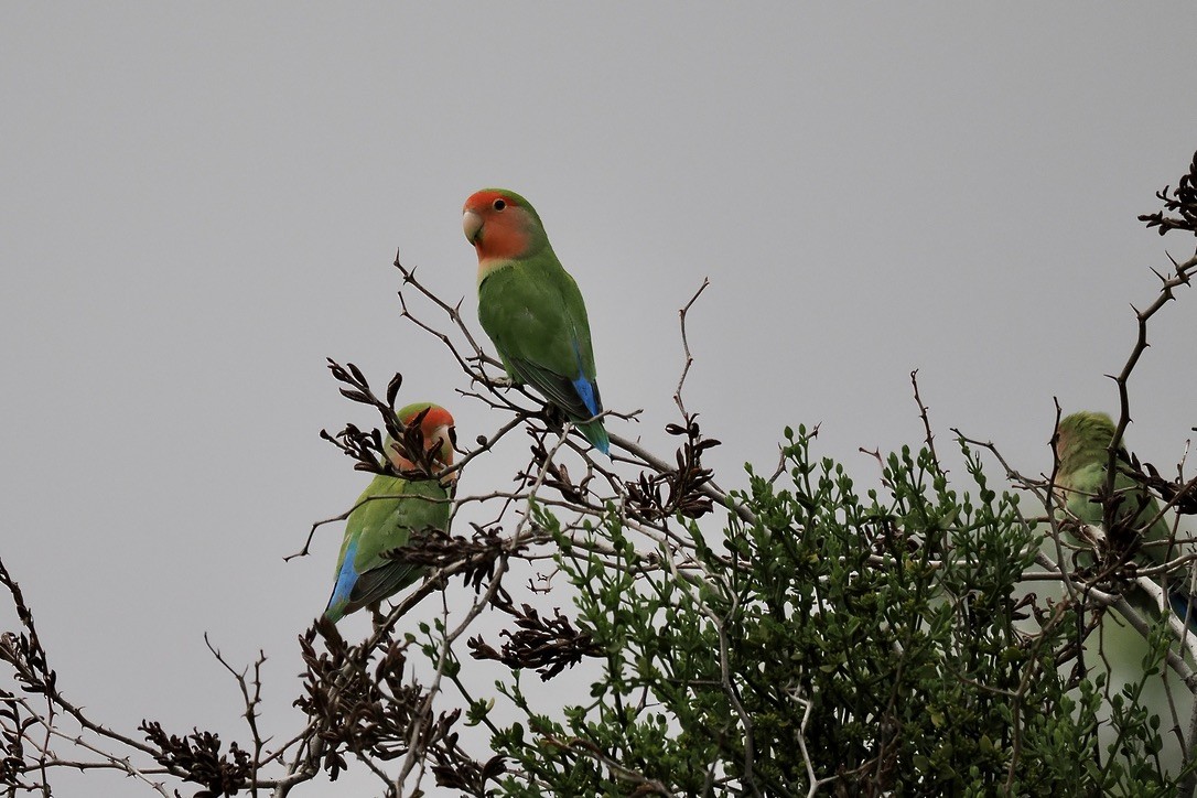 Розовощёкий неразлучник - ML645700478