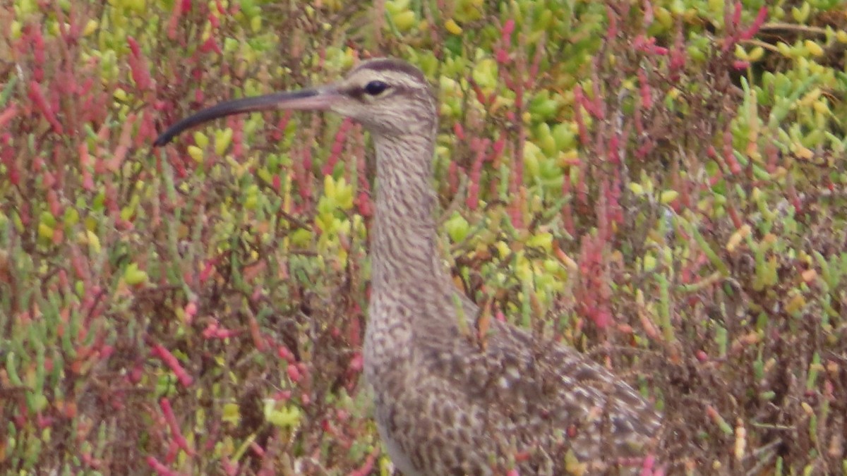 Hudsonian Whimbrel - ML645700479