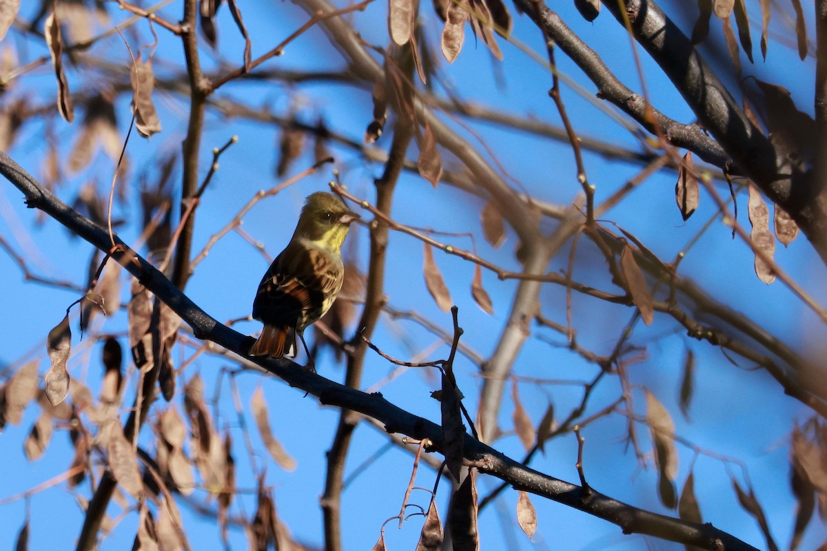 Маскированная овсянка - ML645700481
