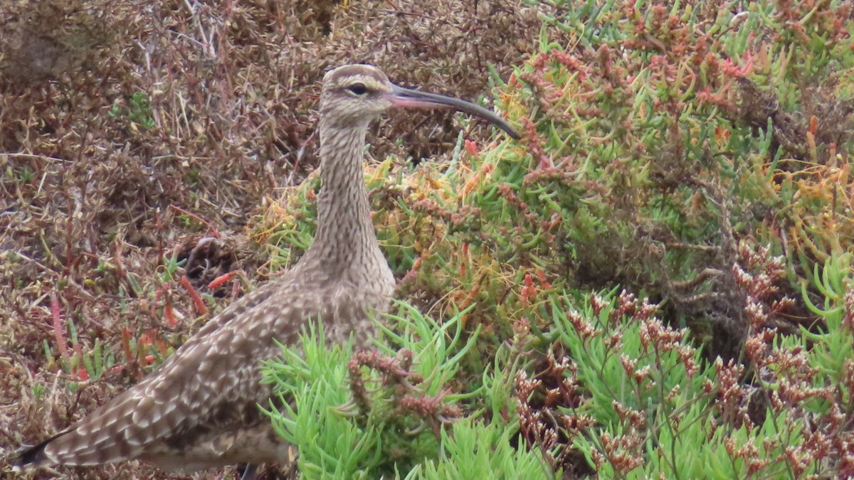 Hudsonian Whimbrel - ML645700482