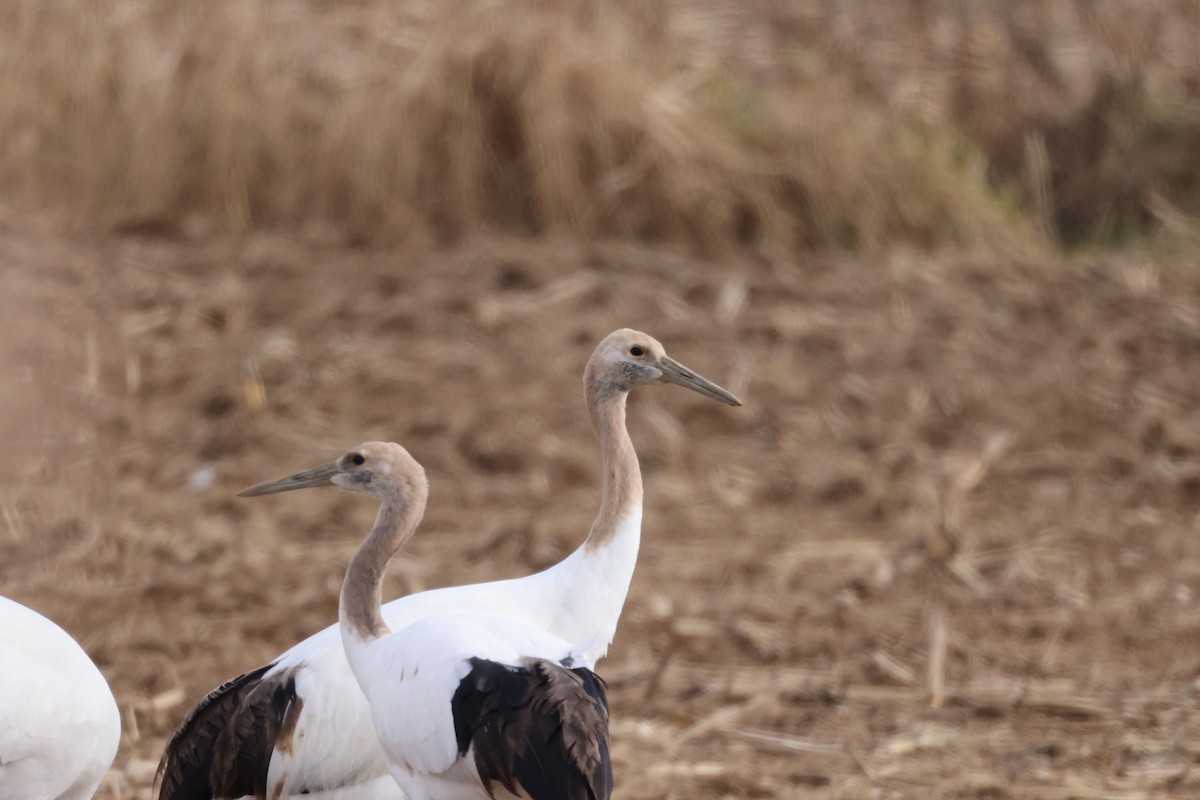 Японский журавль - ML645700483