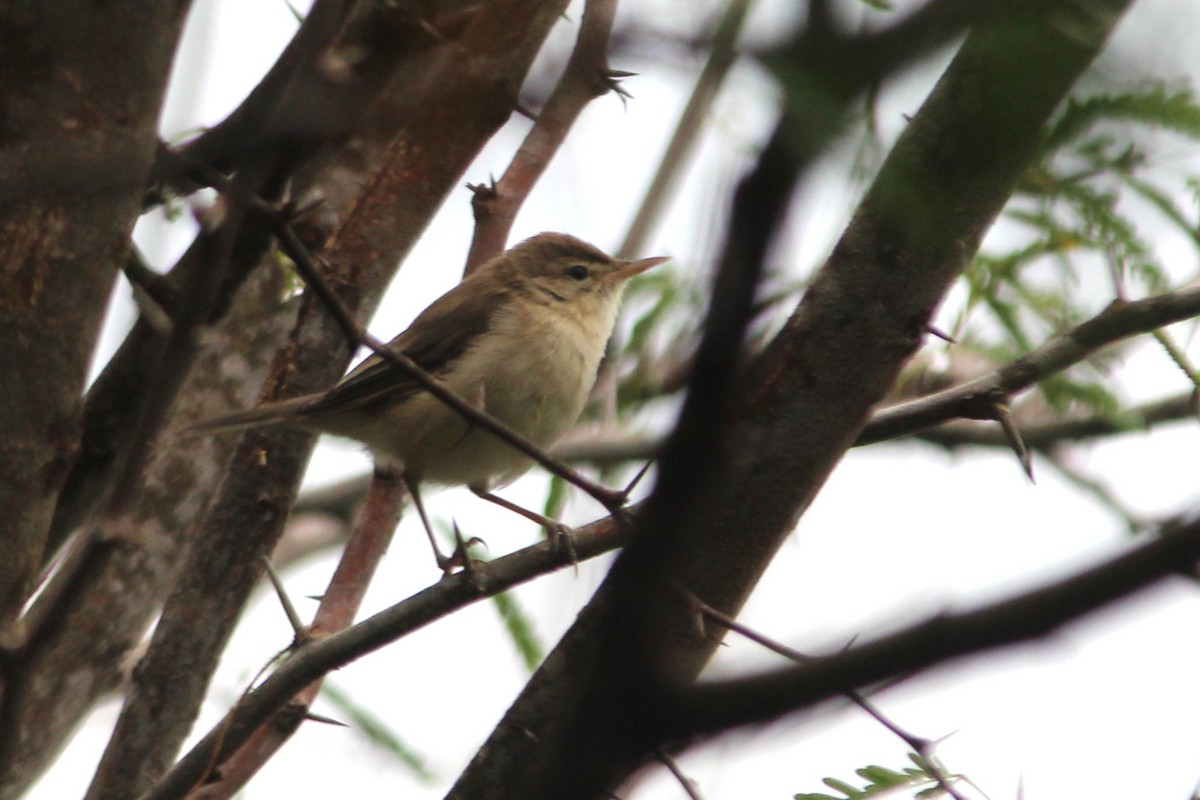 Северная бормотушка - ML645700484