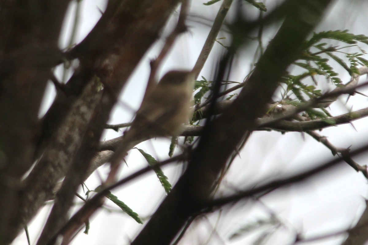 Северная бормотушка - ML645700486