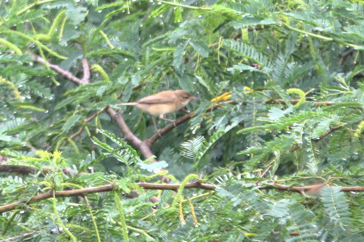 Северная бормотушка - ML645700487