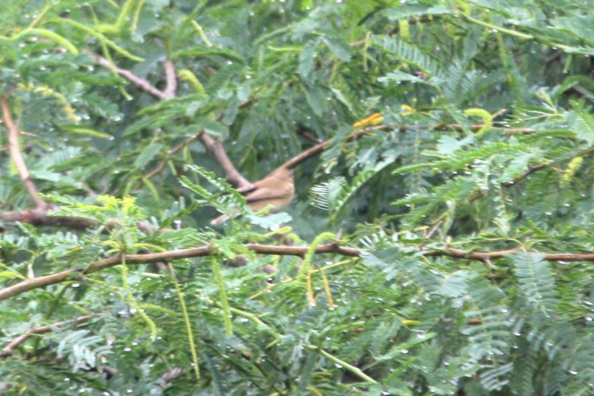 Северная бормотушка - ML645700488