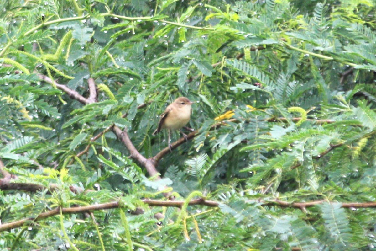 Северная бормотушка - ML645700489