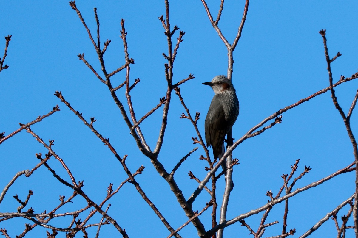 brunørebylbyl - ML645700524