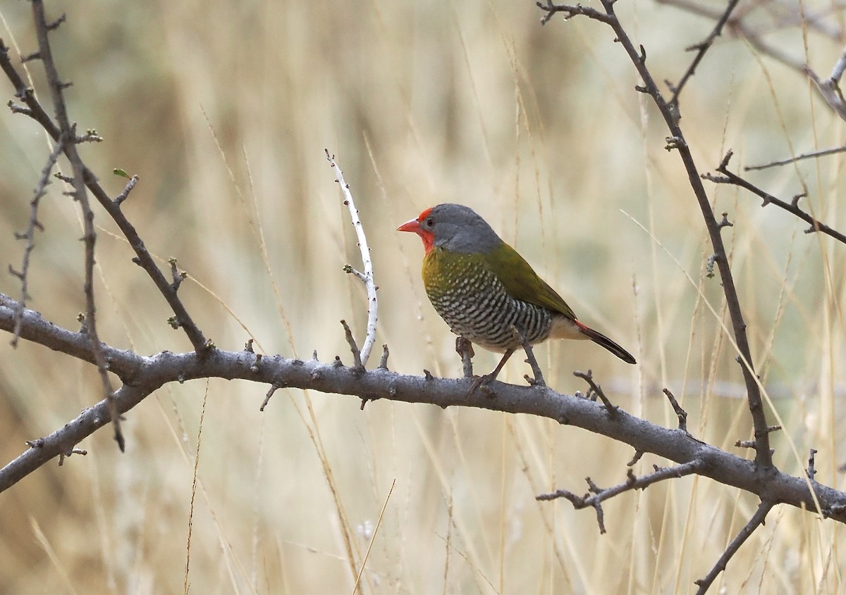 Green-winged Pytilia - ML645700525