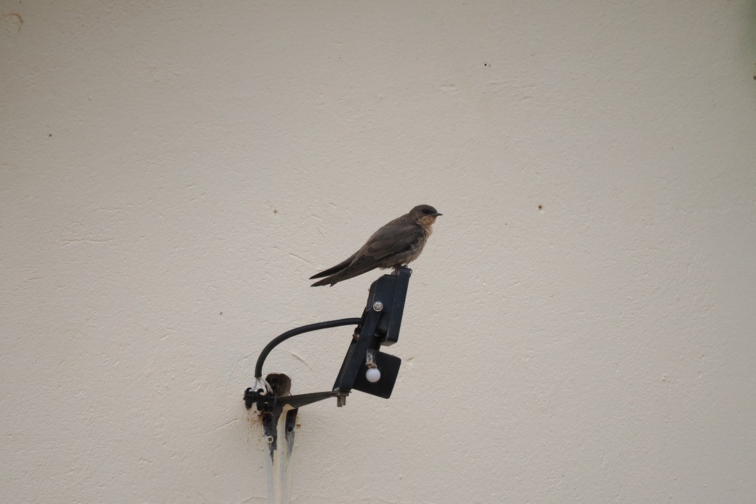 Southern Crag-Martin - ML645700527