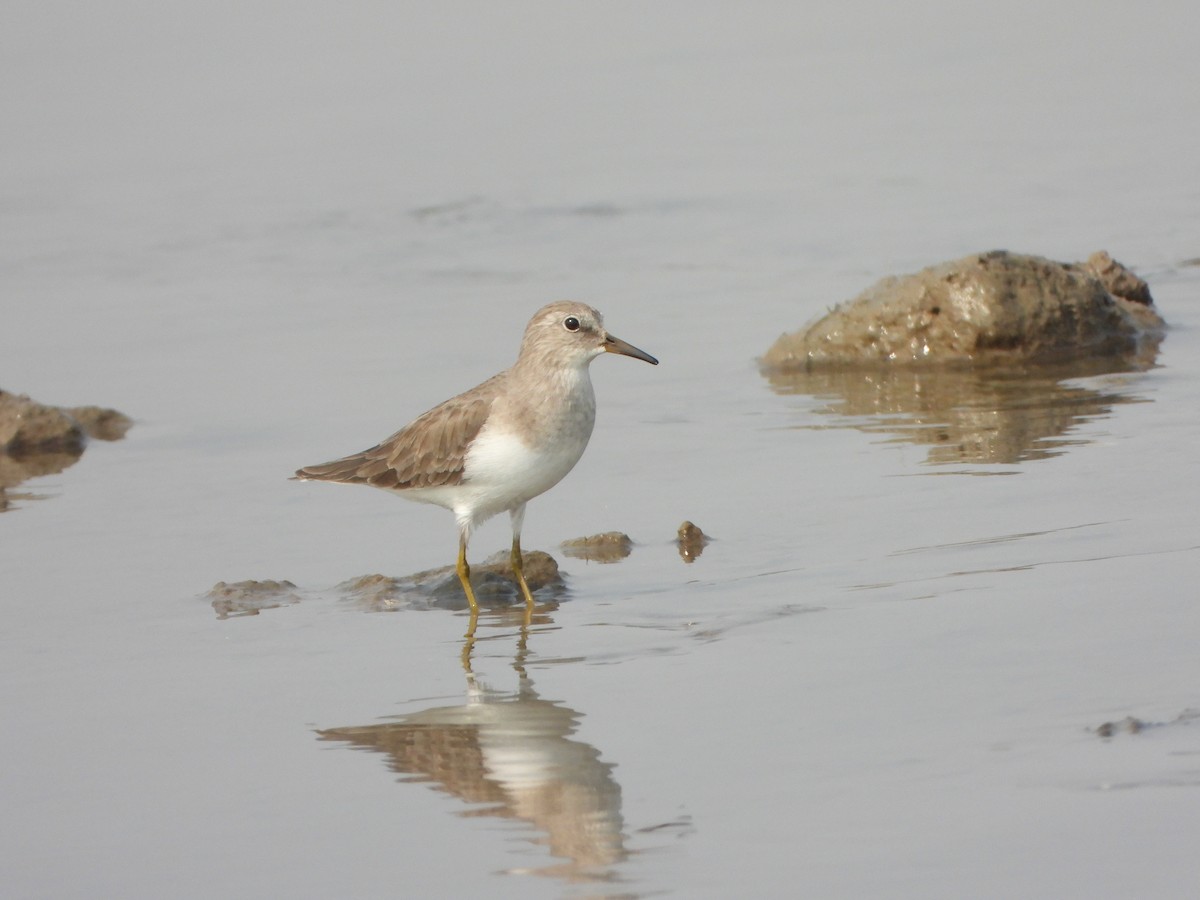 Temminck's Stint - ML645700531