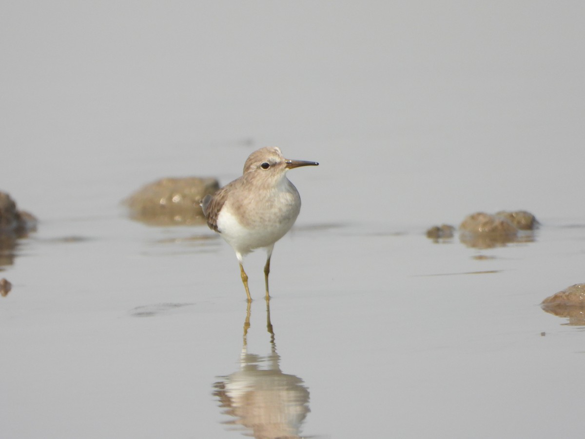 Temminck's Stint - ML645700532