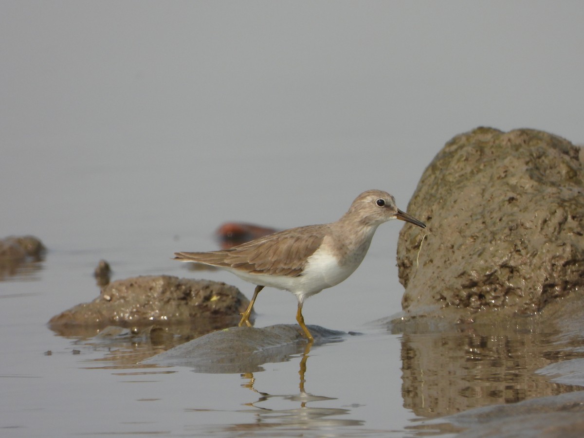 Temminck's Stint - ML645700533