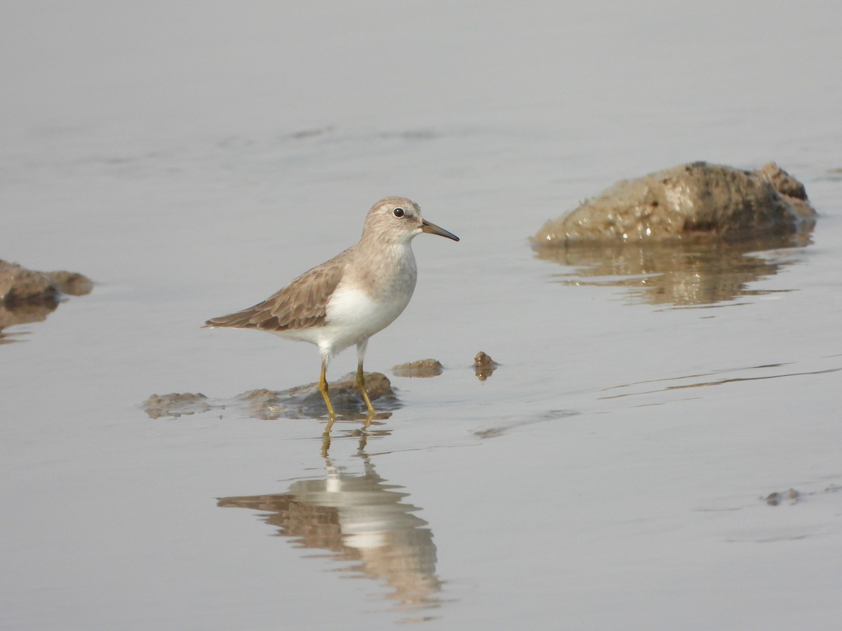 Temminck's Stint - ML645700534