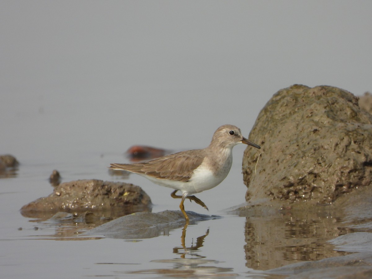 Temminck's Stint - ML645700535