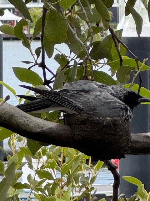 Black-faced Cuckooshrike - ML645700536