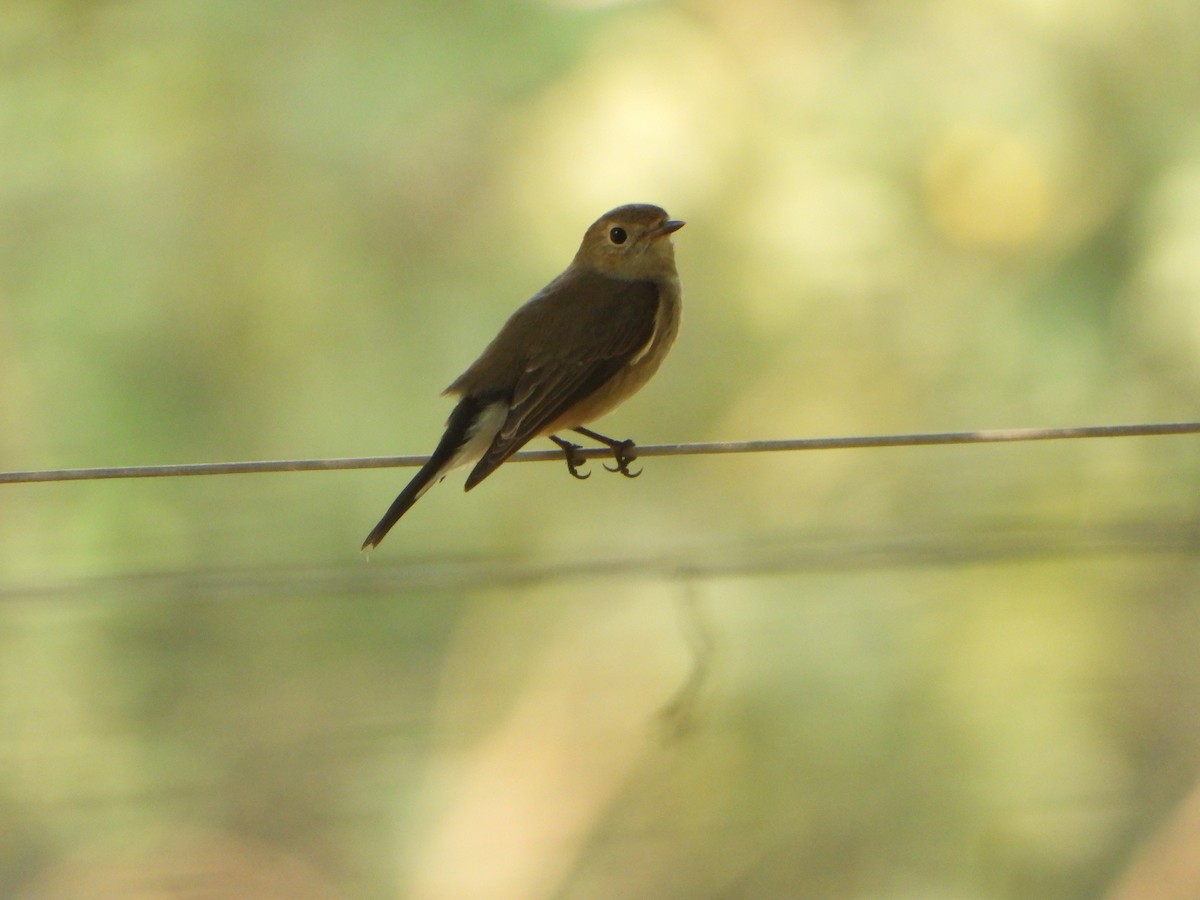 Taiga Flycatcher - ML645700541
