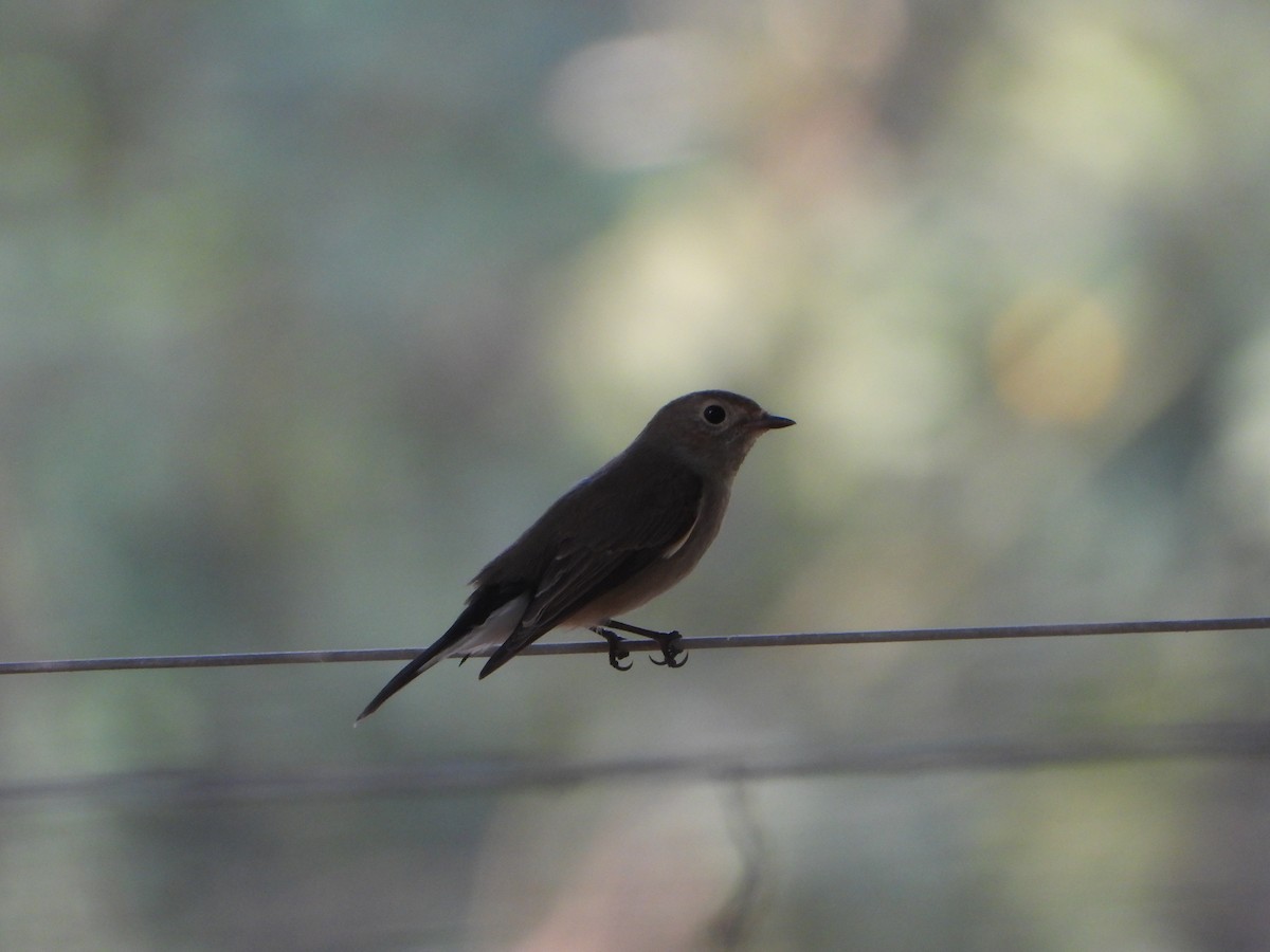 Taiga Flycatcher - ML645700542