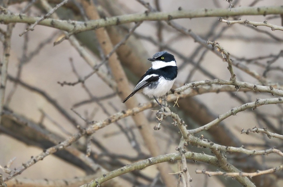 Pririt Batis - ML645700560