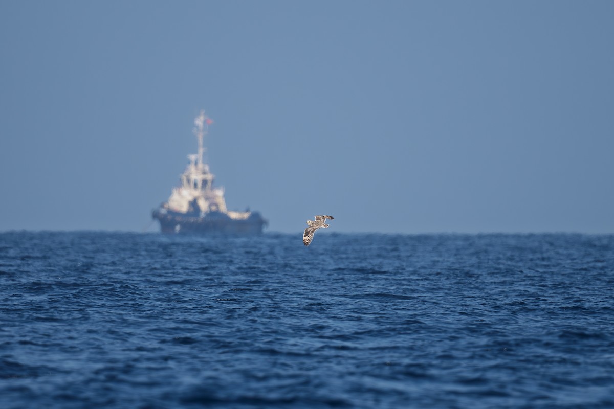 Short-eared Owl - ML645700561