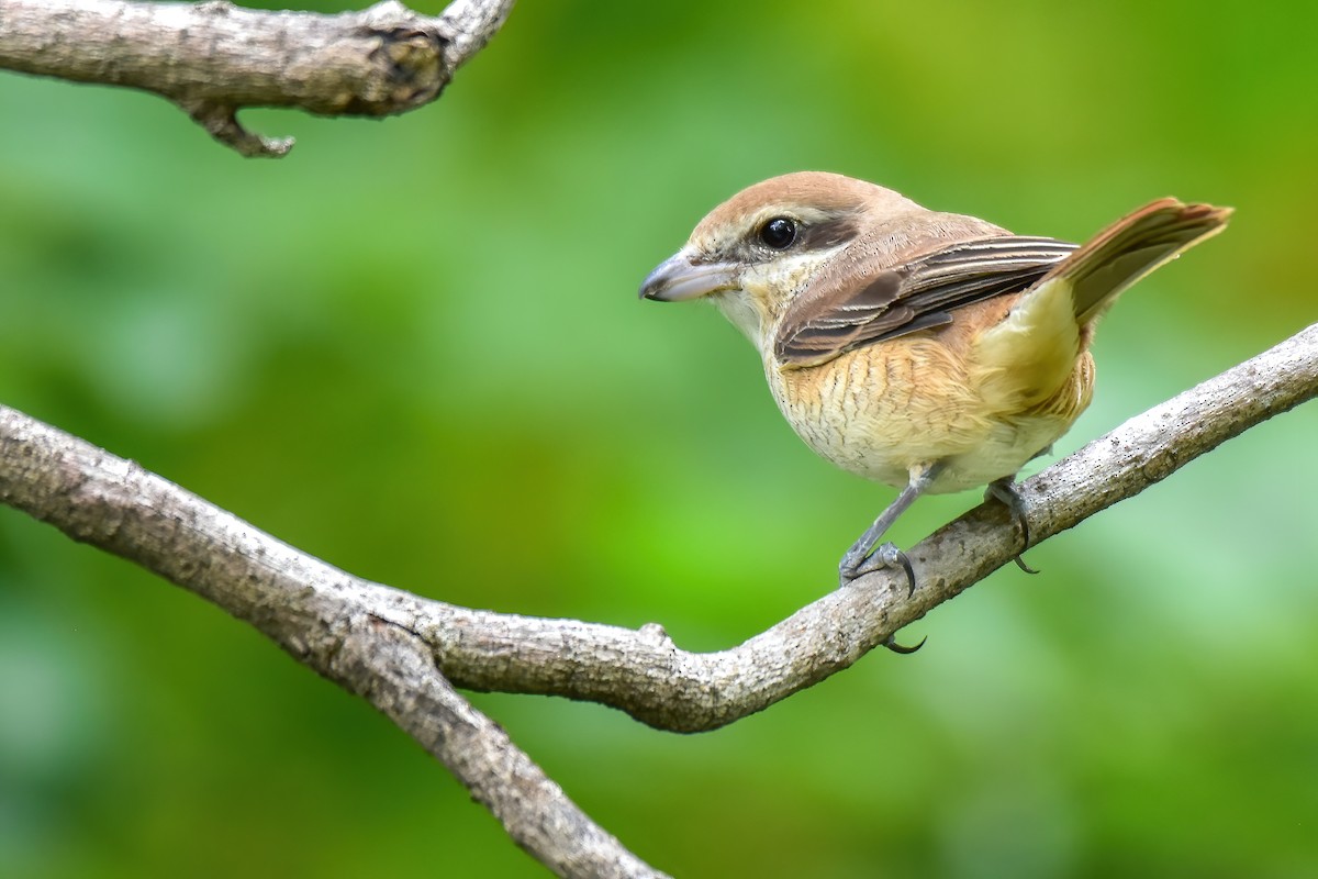 Brown Shrike - ML645700572