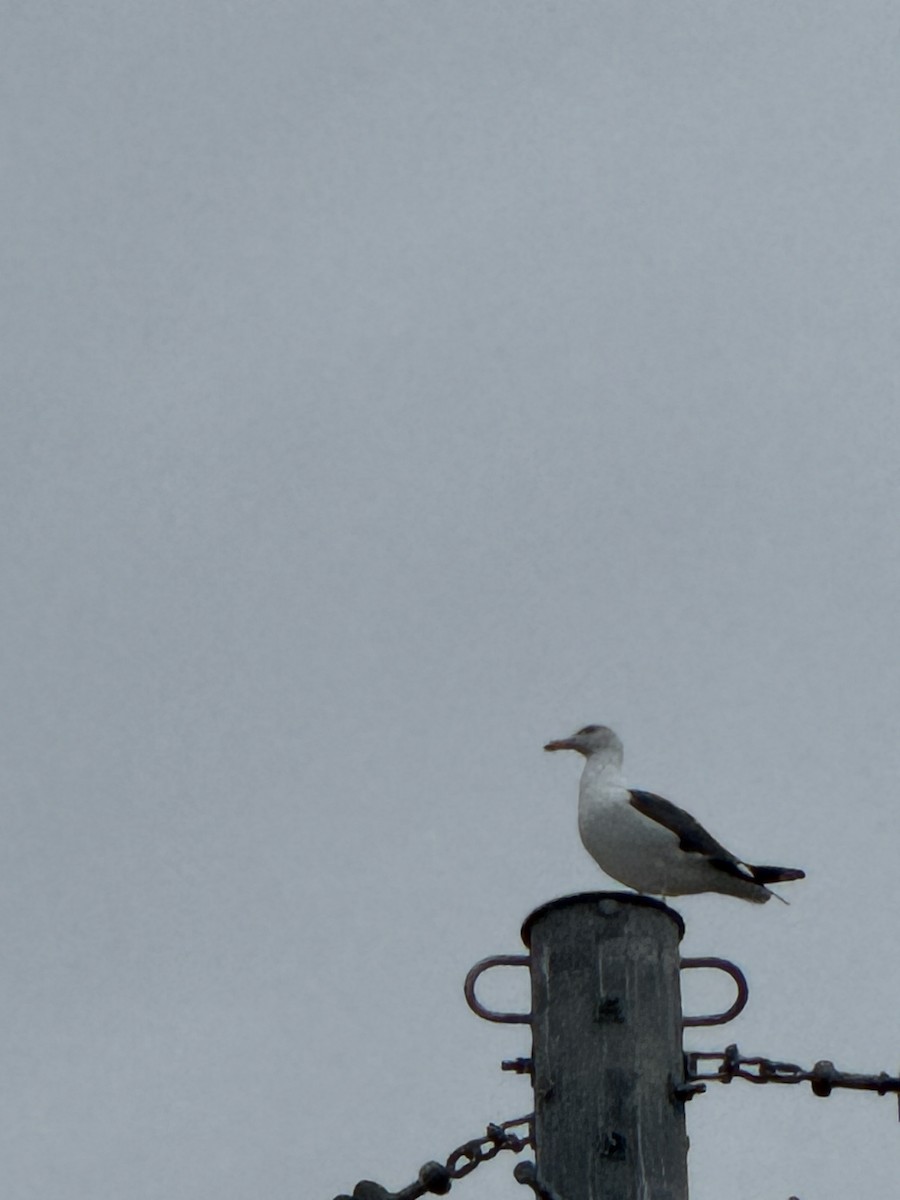 アメリカオオセグロカモメ - ML645700578